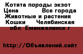 Котята породы экзот › Цена ­ 7 000 - Все города Животные и растения » Кошки   . Челябинская обл.,Еманжелинск г.